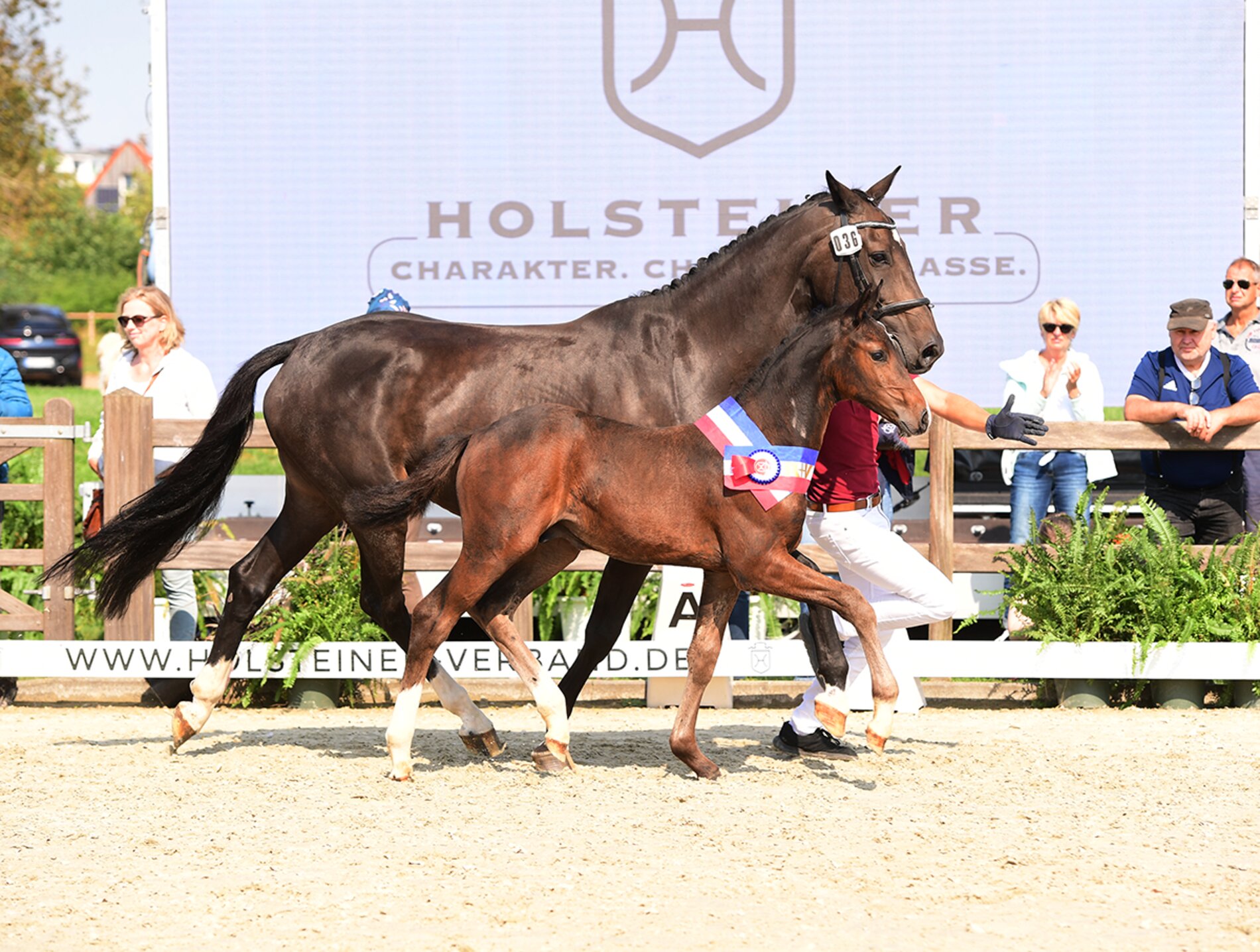 Championnat de foals R+V : Vainqueur des foals mâles 2024 : foal par Cahil-Clarcon (Bernd Börger, St. Michaelisdonn) (photo : Janne Bugtrup)