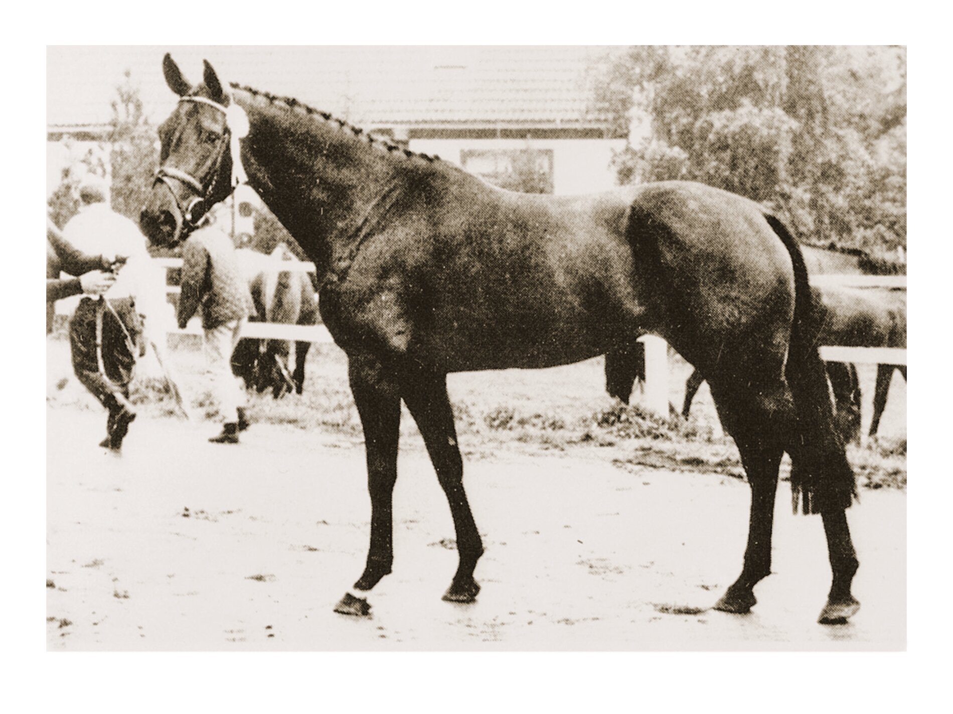 Waage I por Calypso II-Royal Wash xx (Werner Brügge, Kasseedorf)