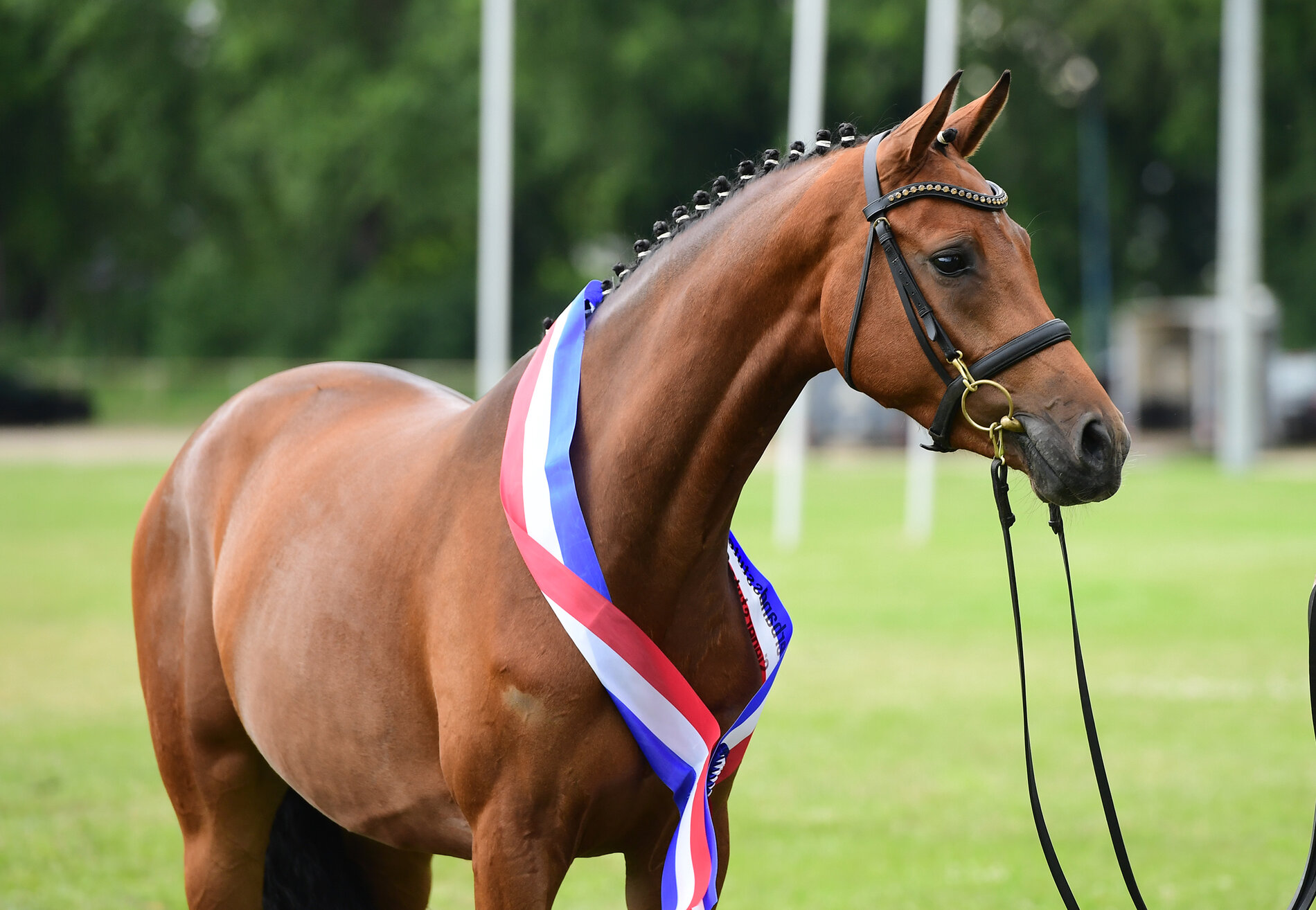 Championne axée sur le saut d'obstacles du concours de juments de l'association 2025 : Pippi-Lotta par Cascadello I-Ibisco xx (lignée 223B), élevée et appartenant à Kirsten Roll (Struvenhütten), (photo : Janne Bugtrup)