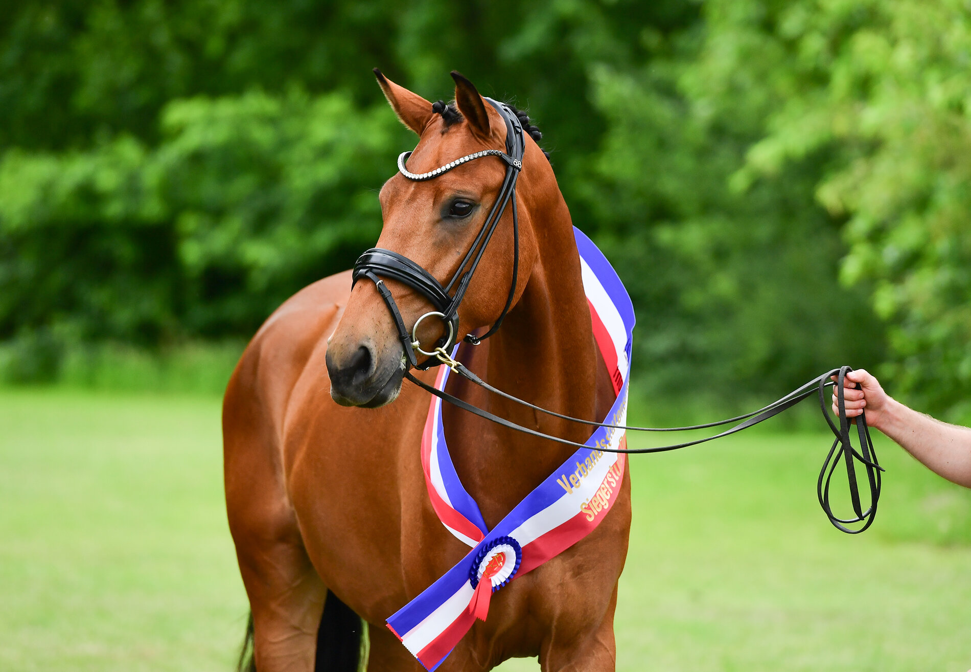 Championne axée sur le dressage du concours de juments de l'association 2025 : Pia-Lotta par Va Bene-Ampère (lignée 4847), élevée par Thomas Horns à Bredenbekshorst