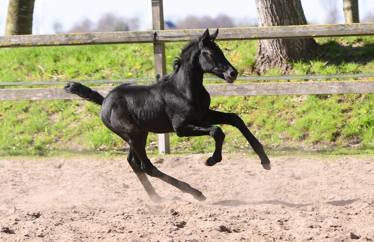 Fohlen v. Cardentos - Cornet Obolensky
