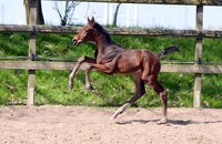 Fohlen v. Cardentos - Corrado I