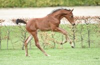 Auktionsspitze Fohlen v. Casaltino