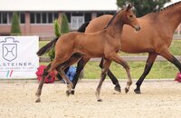 Auktionsfohlen v. United Way-Con Air