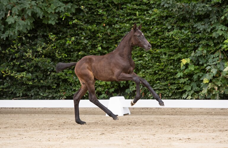 Fohlen v. Chezarro-Carvallo