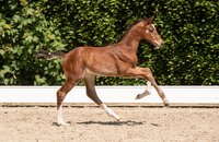 Fohlen v. Chinchero-Quantum