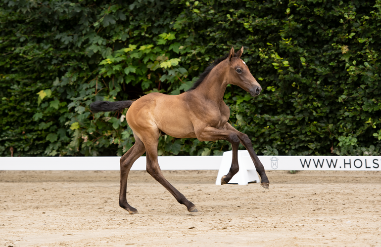 Fohlen v. Corfu de la Vie-Cascavelle