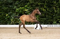 Fohlen v. Corfu de la Vie-Cascavelle