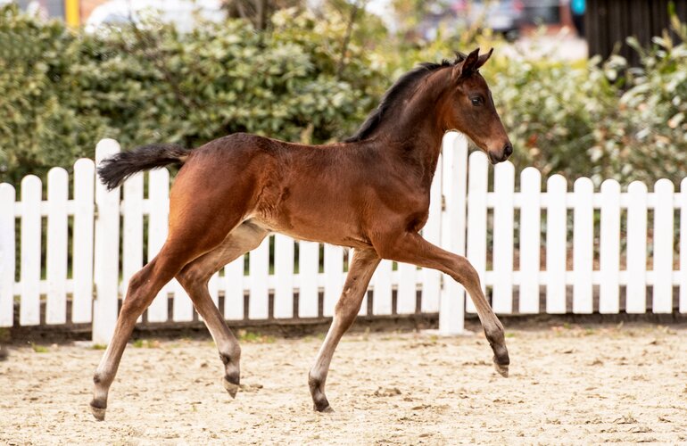 Fohlen v. Fidano-Carpaccio