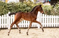 Fohlen v. Fidano-Carpaccio