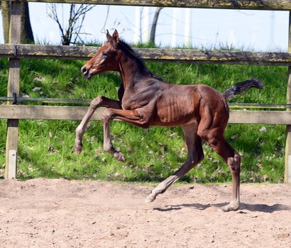 Fohlen v. Cardentos - Corrado I