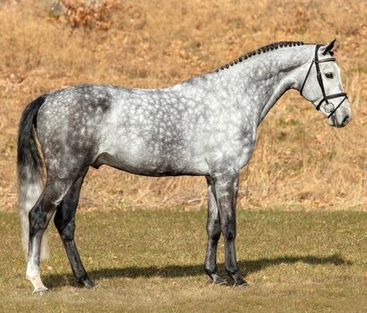 Gekörter Hengst Million's Grey v. Million Dollar-Colman | © equipe.de